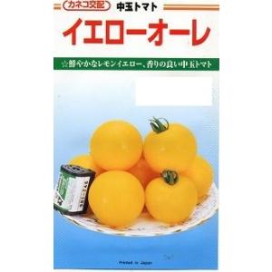ねぎ ホワイトスター ペレット種子5000粒 タキイ種苗（株） : グリーン