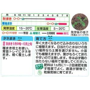 花の種 ネモフィラ インシグニスブルー 1ml...の詳細画像1