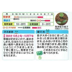 花の種 れんげ草 10ml(NL150)の詳細画像1
