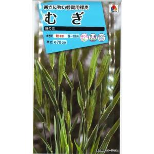 花の種 むぎ 笹の雪 8ml タキイ種苗(株)(...の商品画像
