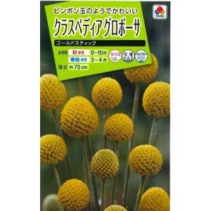 花の種 クラスペディアグロボーサ ゴールドスティック 0.1ml タキイ種苗（株）(ＮL200)