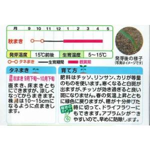 花の種 むぎ 笹の雪 8ml タキイ種苗(株)...の詳細画像1