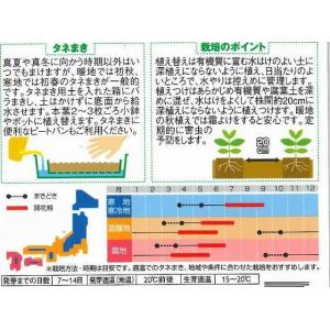花の種 金魚草 フローラルシャワーミックス 約...の詳細画像1