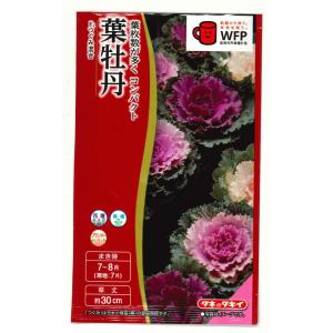 花の種 葉牡丹 つぐみ混合 0.5ml タキイ種...の商品画像