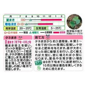 花の種 葉牡丹 つぐみ混合 0.5ml タキイ...の詳細画像1