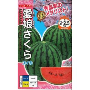 スイカ　　愛娘さくら　7粒　ナント交配