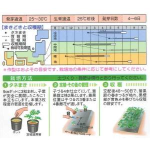 スイカ 紅まくら 8粒 タキイ種苗(株) DFの詳細画像1