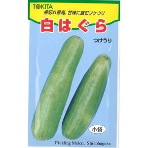 ウリ類　白はぐら　3ml　トキタ種苗　