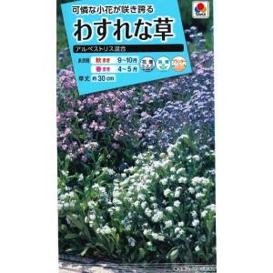 花の種 わすれな草 アルペストリス混合 タキイ種苗（株）(ＮL150)