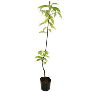 アラカシ 単木 0.5m 10.5cmポット 苗｜トオヤマグリーン