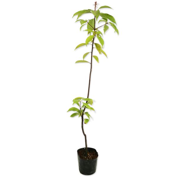 アラカシ 単木 0.5m 10.5cmポット 苗