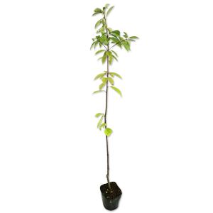 アラカシ 単木 0.8m 10.5cmポット 苗