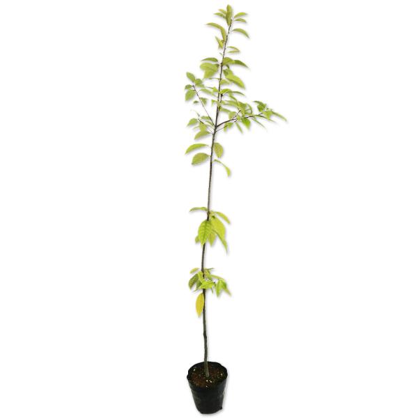 アラカシ 単木 1.2m 15cmポット 8本 苗