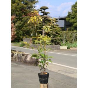 アラカシ 株立ち 0.8m 15cmポット 苗