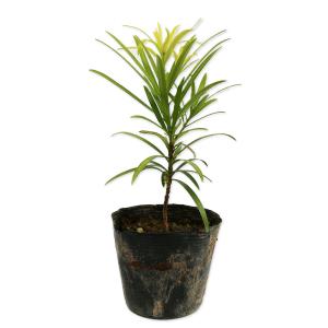 イヌマキ 0.1m 10.5cmポット 苗