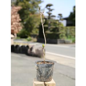 アジサイ(花色指定不可) 10.5cmポット 1本 当日出荷 1年間枯れ保証