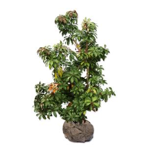 琴姫モミジ　石付き盆栽　苔付き　コトヒメモミジ　紅葉 楽天市場】苗：琴姫もみじ（大）*コトヒメ モミジ 紅葉 momiji : 遊恵