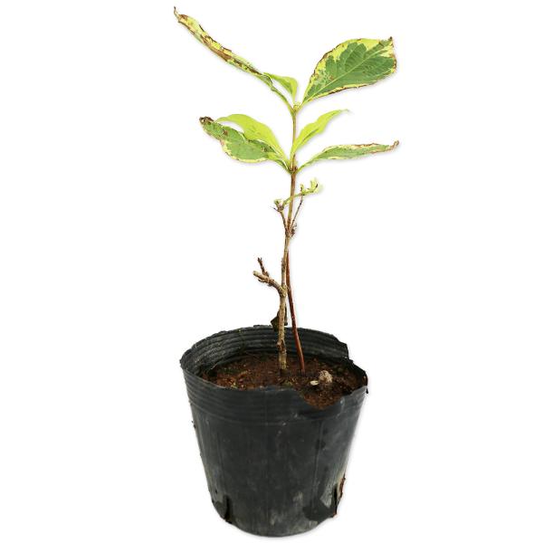 ウツギ斑入り 0.2m 10.5cmポット 苗