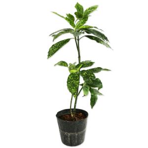 アオキ斑入り 0.3m 15cmポット 苗