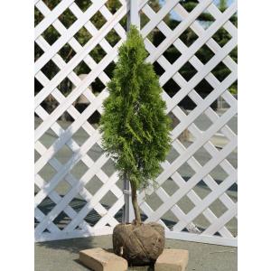 ヒバの木 コニファー 針葉樹 の商品一覧 苗木 植木 花 ガーデニング 通販 Yahoo ショッピング