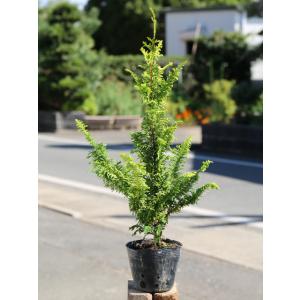 22年9月 ヒノキ 葉 コニファー 針葉樹 のおすすめ人気ランキング Yahoo ショッピング