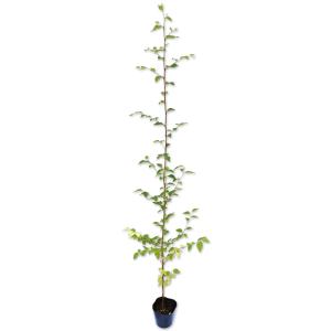 エゴノキ 1m 10.5cmポット 苗