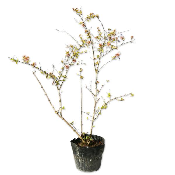 アベリア フランシスメイソン 15cmポット 苗