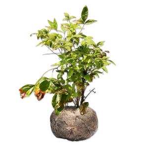 オタフクナンテン 0.3m 露地 苗