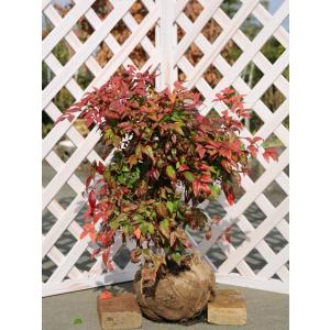 オタフクナンテン 0.4m 露地 苗