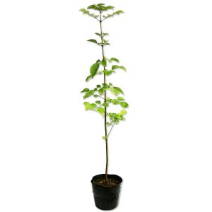 カクレミノ 株立ち 約1.5m 現品発送 特大株 植木苗木大苗 隠れ蓑 隠蓑