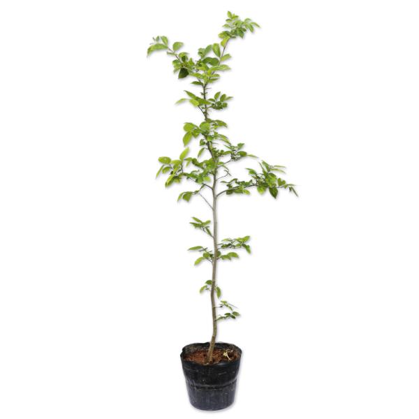 エノキ 0.8m 15cmポット 10本 苗