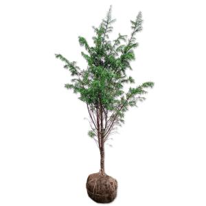 オリーブの木 ルッカ 約2m 現品発送 特大植木苗木 シンボルツリー