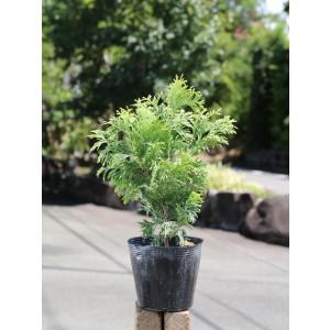 コニファー 種類ランキング ギガランキングｊｐ