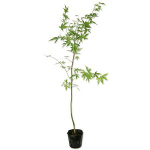 ウバメガシ 樹高0.2m前後 10.5cmポット （ 単 品 ） 苗 植木 苗木 : 花
