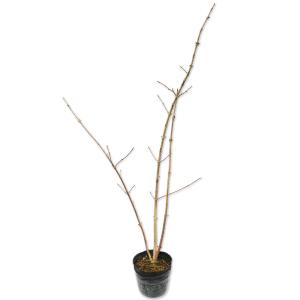 オトコヨウゾメ 1.5m 露地 2本 苗木 : トオヤマグリーン - 通販