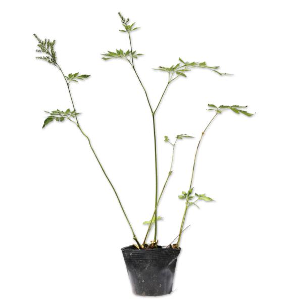 アスチルベ 白花 10.5cmポット 10個 苗