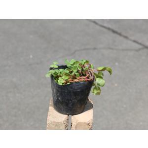 ツルコウジ 10.5cmポット 苗 : トオヤマグリーン - 通販 - Yahoo