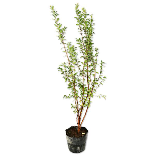 ギンバイカ 0.8m 15cmポット 苗