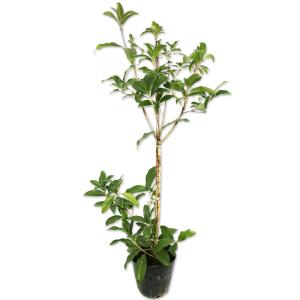 ジャンボトクサ（砥草） オオトクサ 4寸ポット植え : 日本花卉