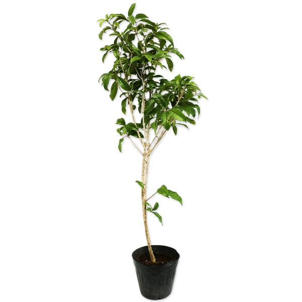 キンモクセイ 0.6m 15cmポット 苗