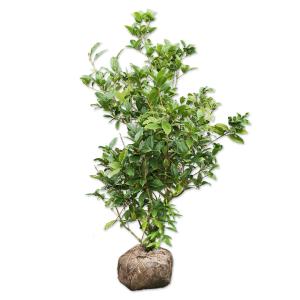 庭木 植木 苗：アビエスコレアナ シルバーショウ*大 現品をお届け 佐川