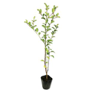 シマトネリコ 10本株立ち 約2.1m 現品発送 豪華株 特大株 植木苗木大苗
