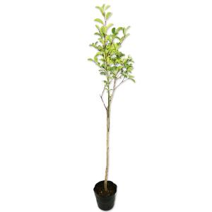 クロガネモチ（苗木、植木） | 花、ガーデニング のおすすめ人気商品