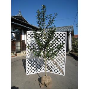 庭木：クロガネモチ/くろがねもち 大株* 樹高：約150cm 全高：約