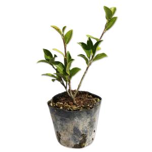 ハマナデシコ苗 楽天市場】ハマナデシコ そらいろの風 3.5号ポット苗 ダイアンサス