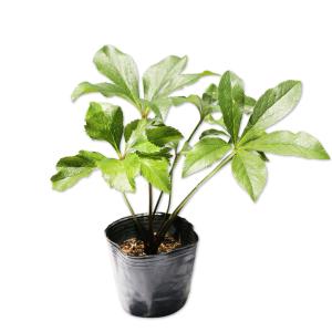 完全生産者限定品 クリスマスローズ ゲス guess 花 苗 鉢植え 5号