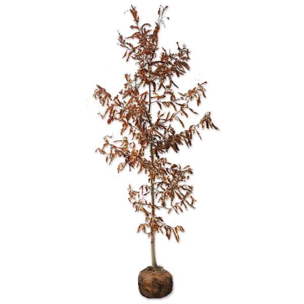 クヌギ 単木 2m 露地 苗木