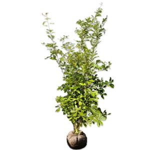 南高梅の木 約1.5m 規格販売品 特大株 大苗 植木 苗木 大実梅 花も