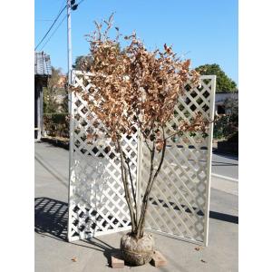 クヌギ 株立ち 2m 露地 苗木