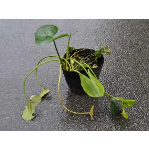 コウホネ 12cmポット 苗